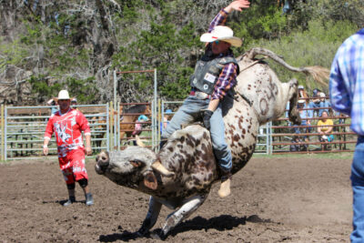 Cowboy riding bucking spotted bull.